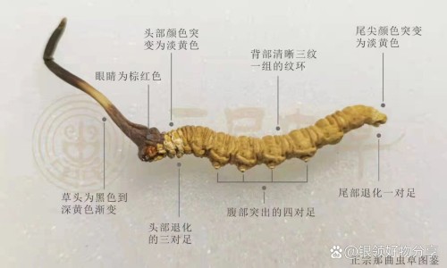 八角乌鸡的功效与作用网 - 八角乌鸡的功效与作用禁忌,八角乌能治什么病