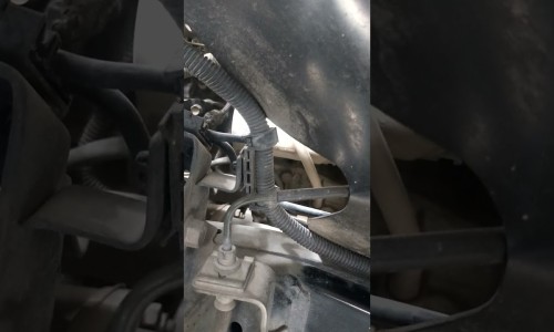 八角乌鸡的功效与作用网 - 八角乌鸡的功效与作用禁忌,八角乌能治什么病